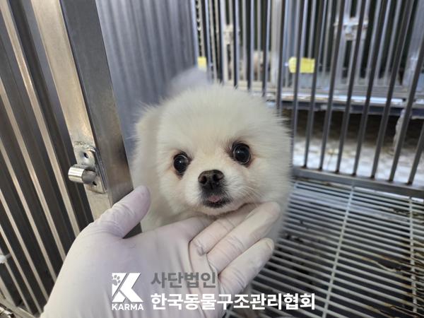 종료(입양) 포메라…